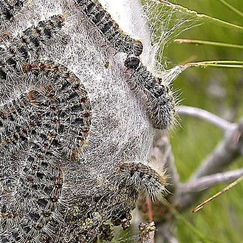Chenilles processinnaires