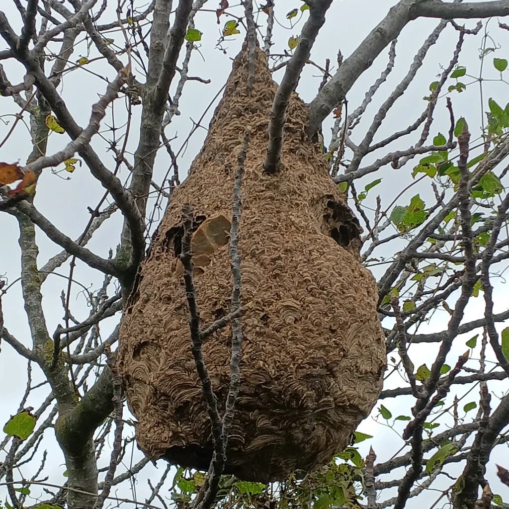 Désinsectisation - Image 1